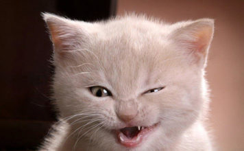 Уловки от любимой кошки: как избавиться от резкого запаха кошачьей мочи Уловки от любимой кошки: как избавиться от резкого запаха кошачьей мочи