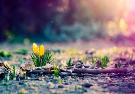 kontrolnyj-spisok-del-kazhdogo-domovladelca-vesnoj-75bb23c