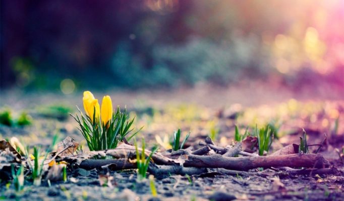 kontrolnyj-spisok-del-kazhdogo-domovladelca-vesnoj-75bb23c