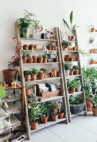 Стеллажи и полки для комнатных растений: виды и примеры