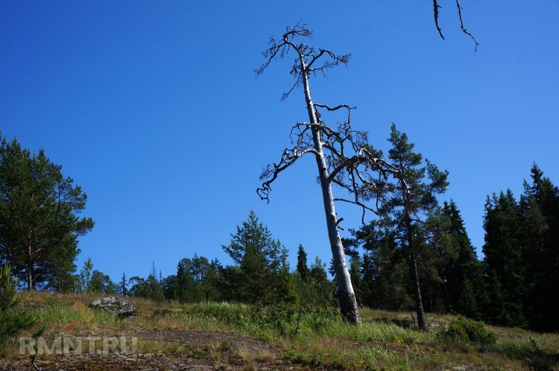 Дома из кело: особенности и преимущества